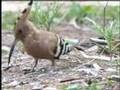 Eurasian Hoopoe