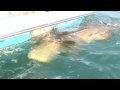 IronMan HD Avet VS Goliath! Chew On This