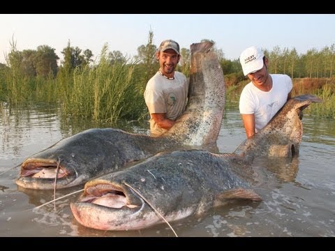câu được cá trê bự nhất mà tôi từng xem câu được cá trê bự nhất mà tôi từng xem