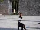 passeig dana