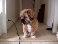 Cliquez pour voir la vid�o