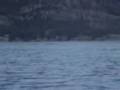 Ogopogo