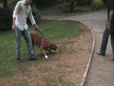bandog