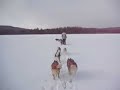 dog mushing across a frozen lake