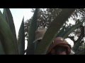 LOS MAGUEYES DEL TEUHTLI...
