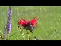 Mary's Hummingbird Garden
