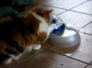 New drinking tool for our Maine coons New drinking tool for our Maine coons