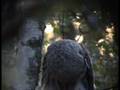 videos de Lappuggla (strix nebulosa), Rotebro 2008-09-28