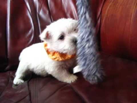 Golden Boy Playing with a Cat Toy