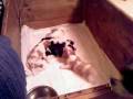 videos de Cavalier King Charles spaniel