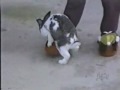 Animal Hard Vietato minori di 4 zampe