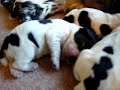 SLEEPING COCKER SPANIEL PUPS SLEEPING COCKER SPANIEL PUPS