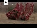 Making a Difference to Rhino Conservation