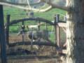 videos de Buck up near House