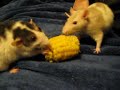 Rats Don't Share 2