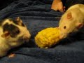 Rats Don't Share 2