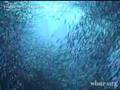 Tim Geers: Elusion (segment)