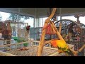 Finches and Bird Room