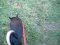 Young Giuseppe the Basenji gets a visit at the Pet Resort