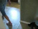 BUNNY ESCAPE!!!