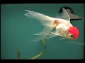 Sharks and Tropical Fishes