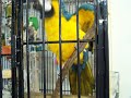Rocky, Blue & Gold macaw at the shelter 3