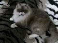 videos de さくら＆あいき