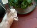 gatta,gattina,gattino