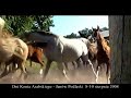 Dni Konia Arabskiego - Janów Podlaski 8-10 sierpnia 2008