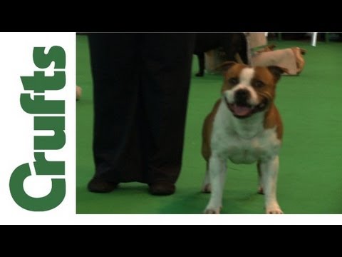 staffature bull terrier