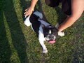 cooper bouledogue