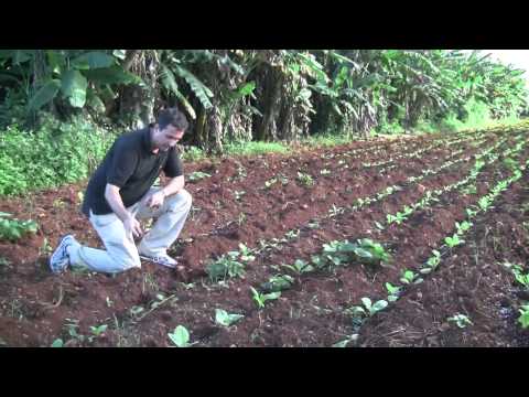 cubanfarmremedios