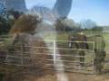 Welcome to the Farm