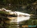 VALLE DE MAI (SEYCHELLES) -- MUCHOVIAJE
