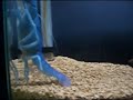Cherax destructor Cherax destructor