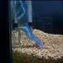 Cherax destructor