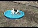 Pool Party