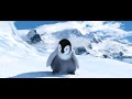 Happy Feet! Baby Penguin Dancing Happy Feet! Baby Penguin Dancing