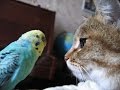 Попугай говорит с котом. Прикольное видео.