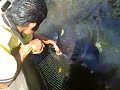 Closed Encounter with Mangrove Sting Ray Closed Encounter with Mangrove Sting Ray