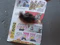Stink Bomb Revenge!