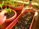 Indoor Container Garden 3
