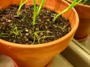 Indoor Container Garden 3
