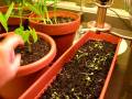 videos de Indoor Container Garden 3