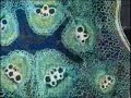 Uso del Microscopio Óptico Compuesto - Enfermería UAP