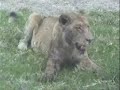 Lion Kill at NKORHO PAN Xmas 2006 Part-1 of 3