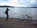 Borzoi video