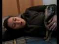 perro cantor