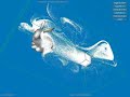 Real-time Navier Stokes 3D