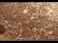 MPEG0225.ASF/ Ground Squirrels at Hoover Dam
